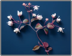 H.Goat Weed